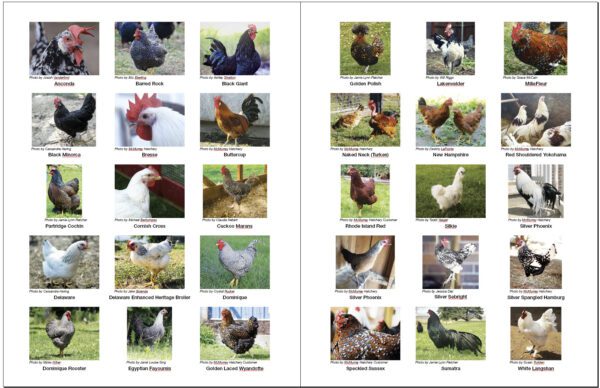 Chickens on Delmarva A-Z Manual Inside Cover